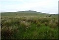 Rough Grazing on Divis