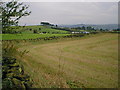 Blakelow Hill - Distinctive Tree Line