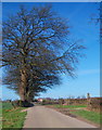 Avenue Leading to Horton Hall