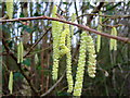 SK2931 : Catkins by John Poyser