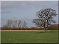 Farmland near Sparsholt