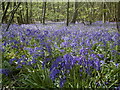 Bluebells in Blakes Wood