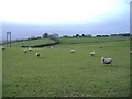 Sheep pasture at Fuddlebrook Hill