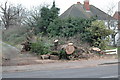 Oak tree fallen in high wind