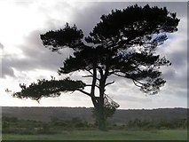 SU2309 : Isolated Scots pine tree, Bratley View, New Forest by Jim Champion