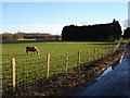 Paddock, Court Farm