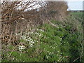 Snowdrops