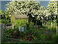 May blossom at Ringwould allotments