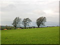 Three Trees Near Auldhouse