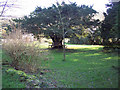 ST9627 : Yew Tree, Swallowcliffe by Maigheach-gheal