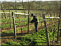 Pruning the vines