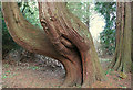 Ancient Pines on Altyre Estate.