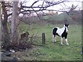 Horses in field called Bowling Alley, Rastrick