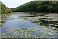 Lilies on Bosherston  Lily Ponds