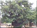 St Marys church yew tree.