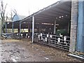 Cattle at Newlands Hall