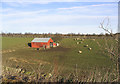 Sheep field and shed