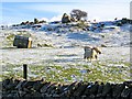SK2255 : Sheep grazing and rocky outcrops near Longcliffe by Nikki Mahadevan
