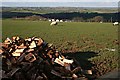 Woodpile and Sheep