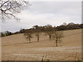 Chalk Downland in Winter