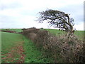 Windshaped hawthorn and hedge above Bolberry