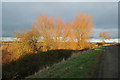 Willows on Common Lane