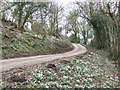 Snowdrops on Craig-y-dorth Hill