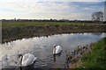 TL6072 : Soham swans by Bob Jones
