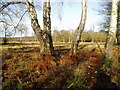 Danbury Common - Heathland