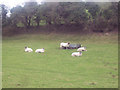 Sheep near Chalk Pyt Farm