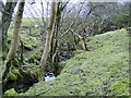 NS3986 : Stream and surrounding woodland by Stephen Sweeney