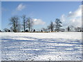 Sheep in snow-covered parkland, near Owlpen Stables