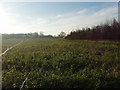 Arable field near Bickerton