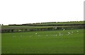 Seagulls over Manor Farm