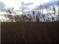 Roadside Reeds in the Carse of Gowrie