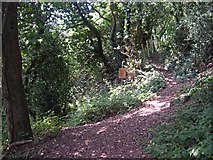 SX4265 : Woodland Paths by Tony Atkin