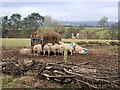 SK1158 : Winter feed for the sheep by Nikki Mahadevan