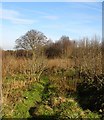 Stedehill Wood