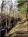 Footpath by  the Clywedog