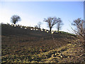 Sheep in turnip field