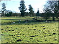 Sheep and molehills, Westcourt, Burbage, Wiltshire