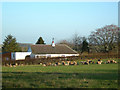 Sheep and Lambs at Carcluie