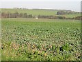 Open farmland near East Studdal