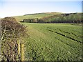 Pasture near Teindside Cottage