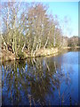 Silver Birches, Shortheath Pond