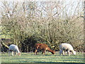 Alpacas by Chestnut Farm