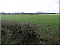 Fields to Holly Coppice