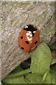 Coccinella septempunctata, Village Green, Cottenham, Cambridgeshire