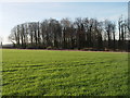 Copse near Gorcombe