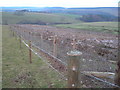 Felled Woodland, Pond & Track